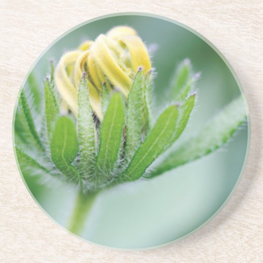 円錐花の開花 コースター (正面)