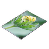 円錐花の開花 ノートブック (左側)