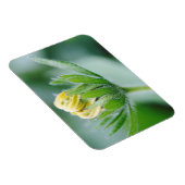 円錐花の開花 マグネット (右側)