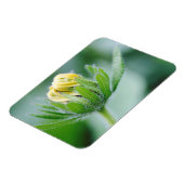 円錐花の開花 マグネット (左側)