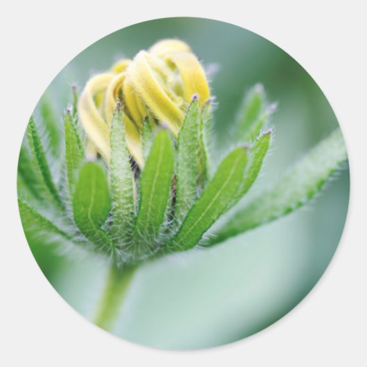 円錐花の開花 ラウンドシール (正面)