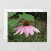 円錐花 ポストカード (正面/裏面)