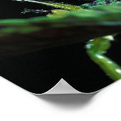 円錐頭のキリギリス ポスター (角)