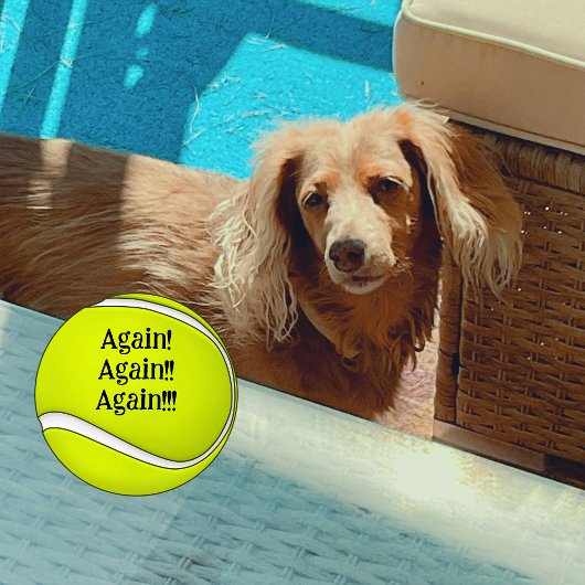 再び再び犬の母おもしろい テニスボール