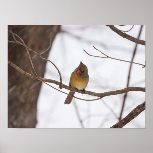 再び雪が降るとミセス・（鳥）ショウジョウコウカンチョウ ポスター (正面)