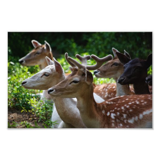 写真が聞こえる フォトプリント            (正面)