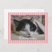 写真ねこ ポストカード (正面/裏面)