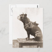 写真のために座る犬 ポストカード (正面/裏面)