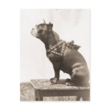 写真のために座る犬