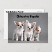 写真のために提起しているチワワの子犬 ポストカード (正面/裏面)