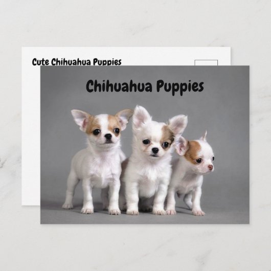 写真のために提起しているチワワの子犬 ポストカード (正面/裏面)