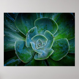 写真のアートワーク – 常緑植物 ポスター