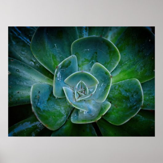 写真のアートワーク – 常緑植物 ポスター (正面)