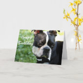 写真のバースデー・カードの上のかわいいボストンテリアの終わり カード (黄色い花)