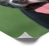 写真のブルーピットブル子犬 ポスター (角)