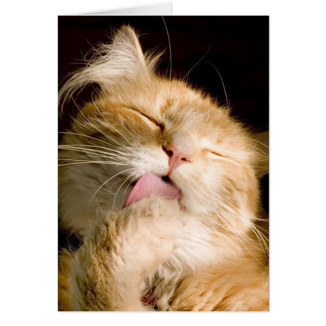 写真の上の身繕いのメインのあらいぐまの終わり (正面)