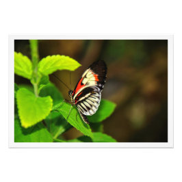 写真の拡大 フォトプリント           