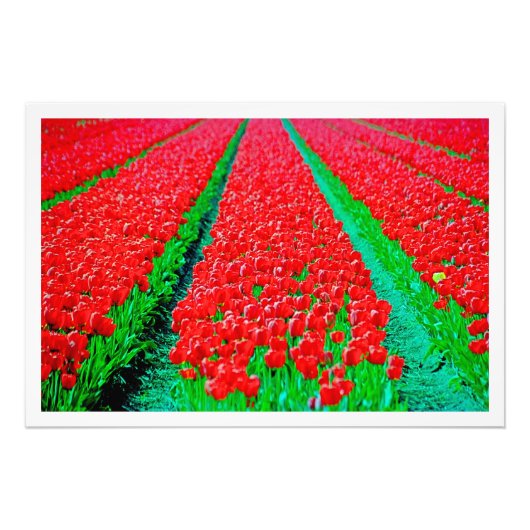 写真の拡大 フォトプリント            (正面)