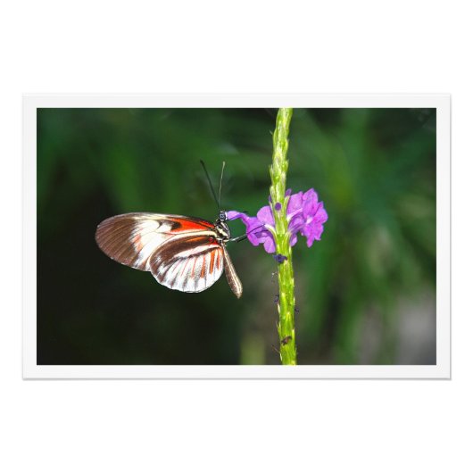 写真の拡大 フォトプリント            (正面)