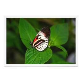 写真の拡大 フォトプリント           