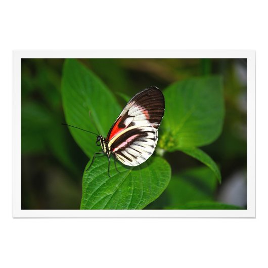 写真の拡大 フォトプリント            (正面)