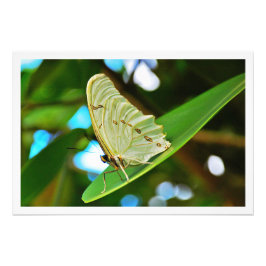 写真の拡大 フォトプリント           