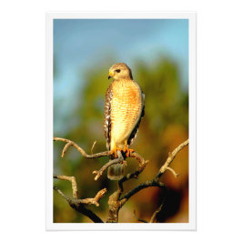 写真の拡大 フォトプリント           