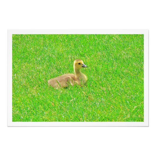 写真の拡大 フォトプリント            (正面)