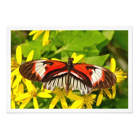 写真の拡大 フォトプリント            (正面)