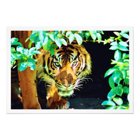 写真の拡大 フォトプリント            (正面)