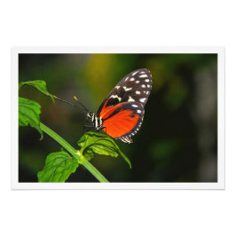 写真の拡大 フォトプリント           