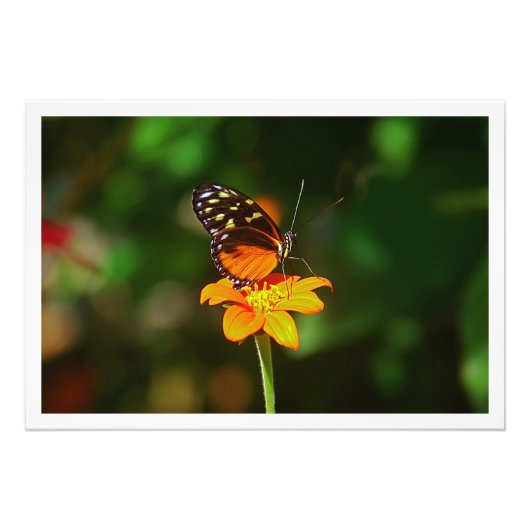 写真の拡大 フォトプリント            (正面)