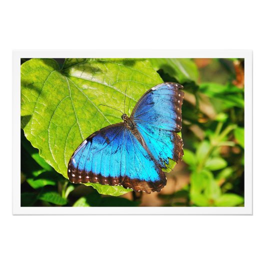 写真の拡大 フォトプリント            (正面)