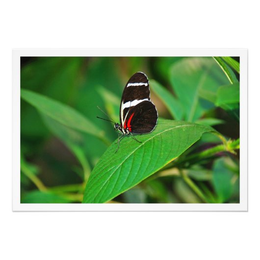 写真の拡大 フォトプリント            (正面)