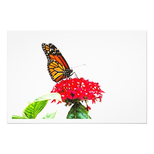 写真の拡大 フォトプリント            (正面)