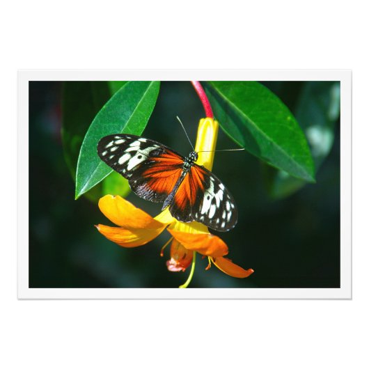 写真の拡大 フォトプリント            (正面)