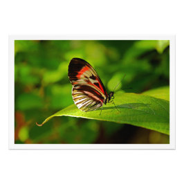 写真の拡大 フォトプリント           