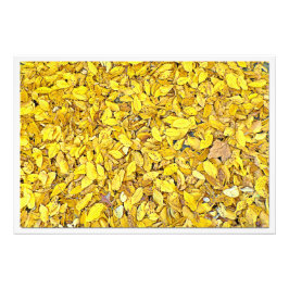 写真の拡大 フォトプリント           