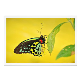 写真の拡大 フォトプリント           