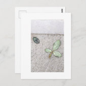 写真の葉水滴 ポストカード (正面/裏面)