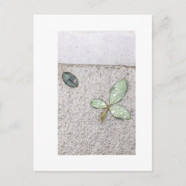 写真の葉水滴 ポストカード