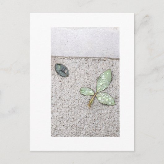 写真の葉水滴 ポストカード (正面)