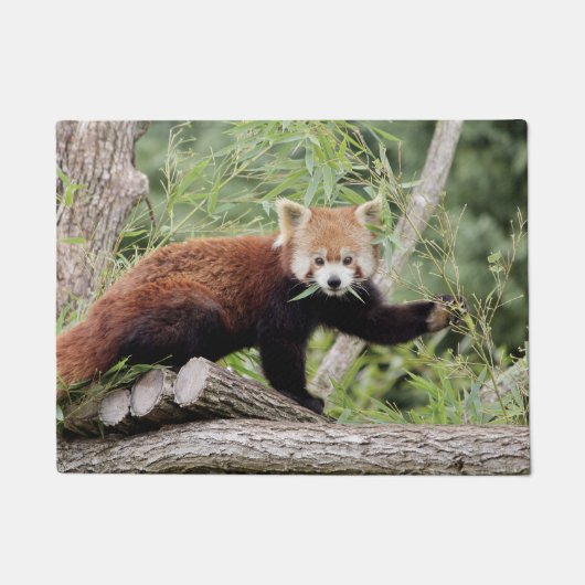 写真の赤いパンダ、動物0234。 ドアマット (正面)