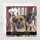 写真の追加|犬のハッピーバースデー 案内状 (正面/裏面)
