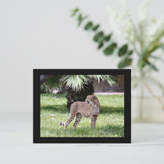 写真はがき(Cheetah) ポストカード (スタンド正面)