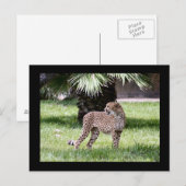 写真はがき(Cheetah) ポストカード (正面/裏面)