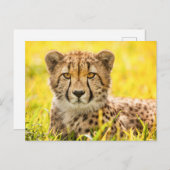 写真はがき(Cheetah) ポストカード (正面/裏面)