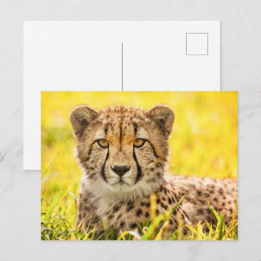 写真はがき(Cheetah) ポストカード (正面/裏面)