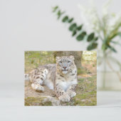 写真はユキヒョウ、動物。ポストカード ポストカード (スタンド正面)