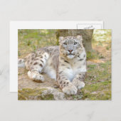 写真はユキヒョウ、動物。ポストカード ポストカード (正面/裏面)